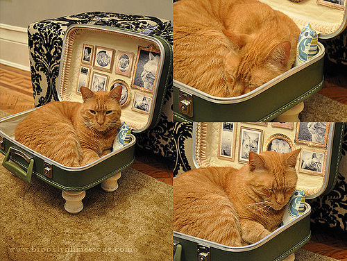 How to make a suitcase pet bed