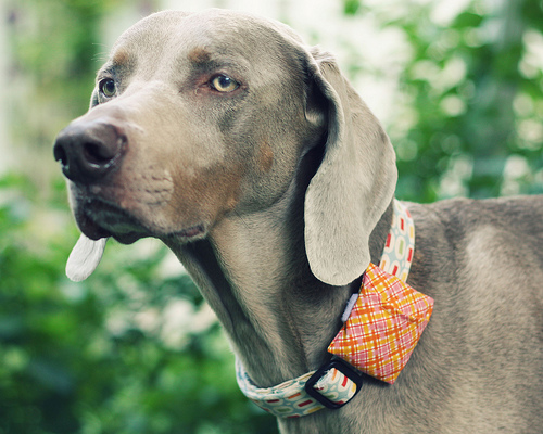 DIY dog collar pouch