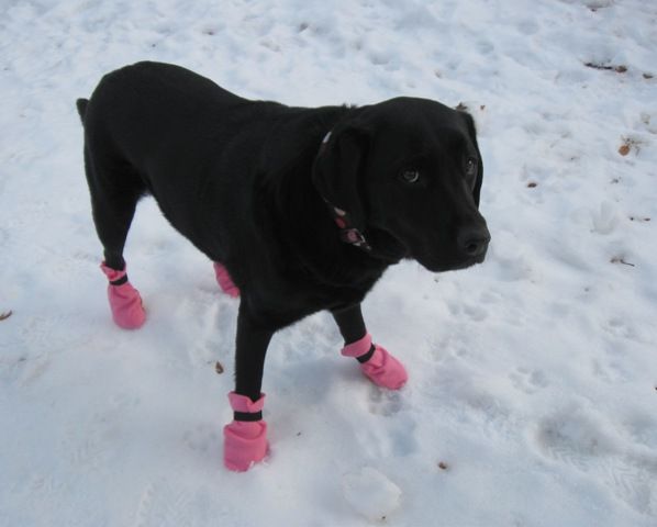 DIY doggie booties