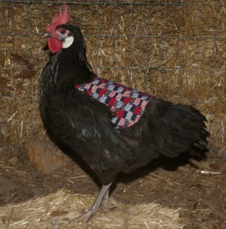 How to make a hen saddle