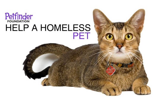 Help a Cat in Need with a Kennel Quilt image 1