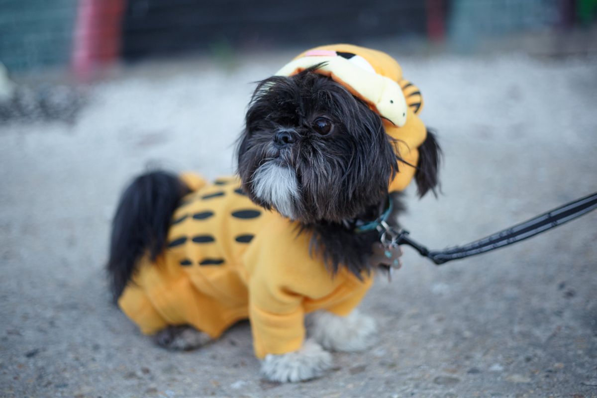 Pet Costume Alterations Garfield