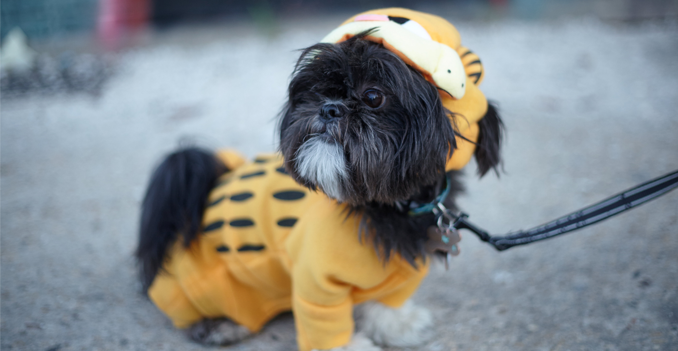 Pet Costume Alterations for Halloween