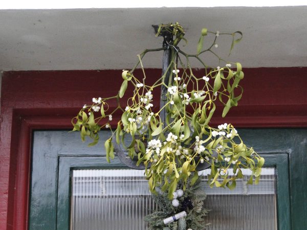 mistletoe