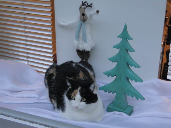 Christmas Season in Steckborn Switzerland - cat