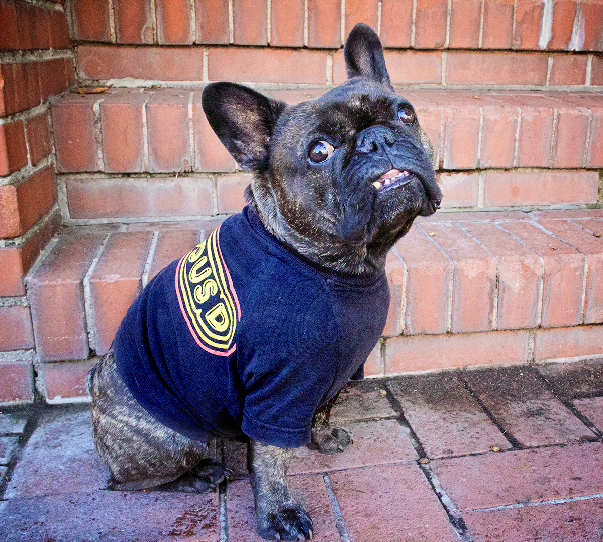 DIY Pet Sewing Projects WeAllSew