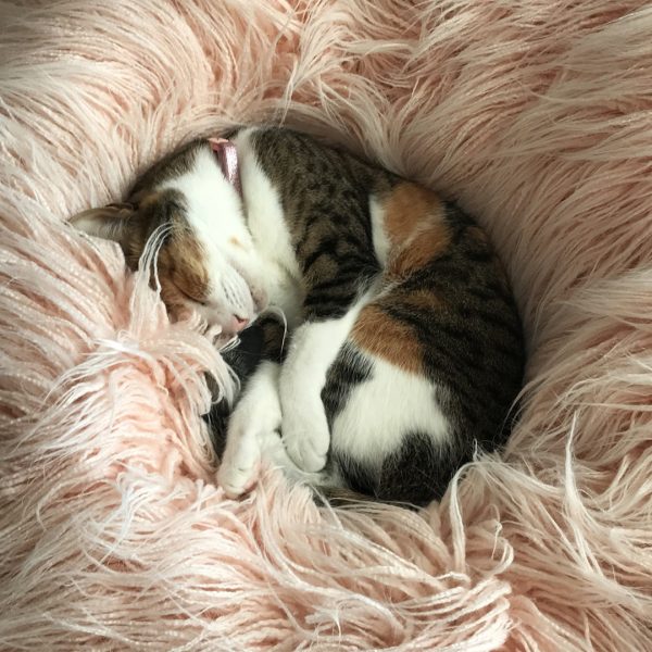 Cozy Cushion, Penny