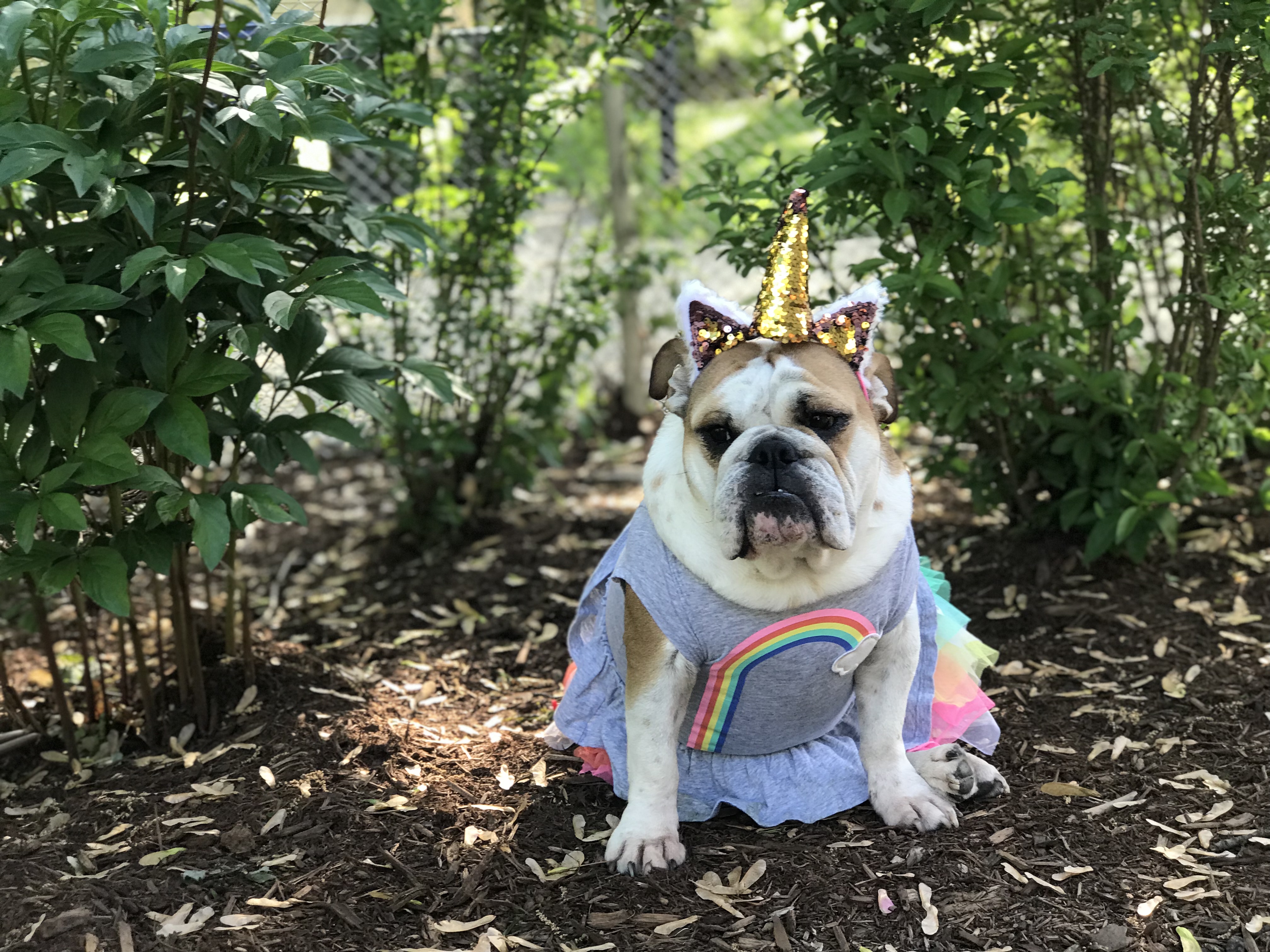 Dog unicorn outlet headband