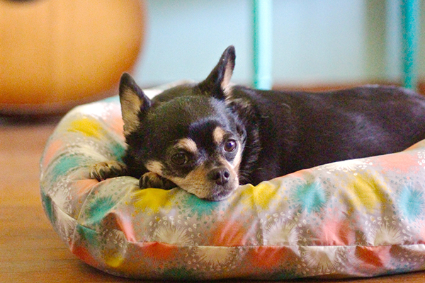 DIY dog bed cover tutorial WeAllSew Blog