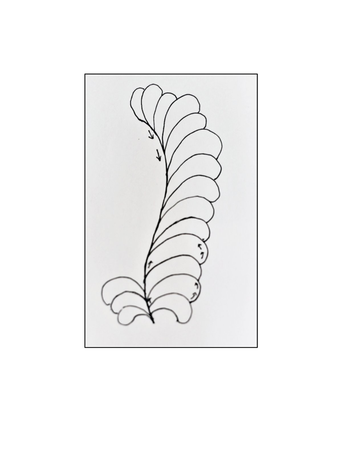 Free-Motion_Quilting_Feathers_Drawn_feather