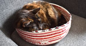 coiled cat basket_featured