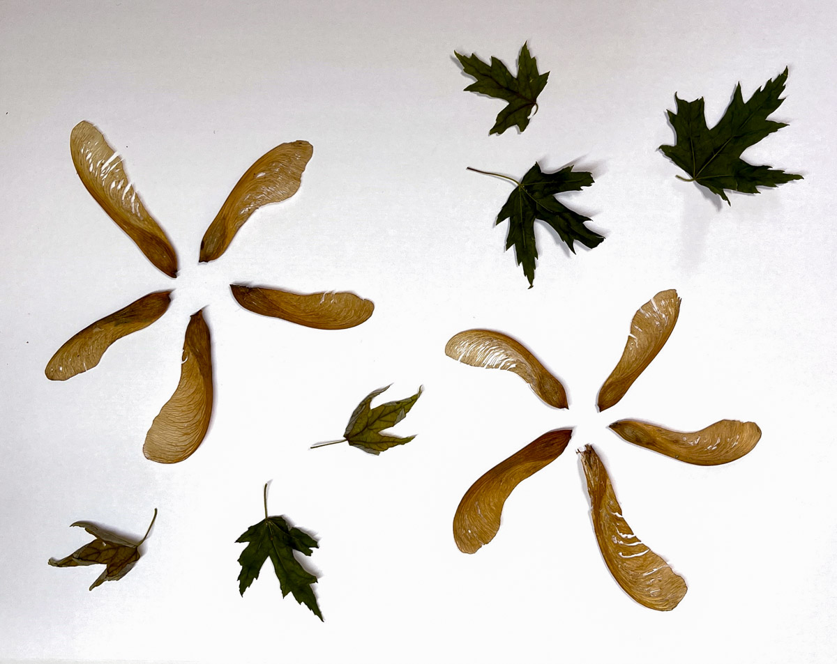Seed pods and leaves arranged for cyanotype process