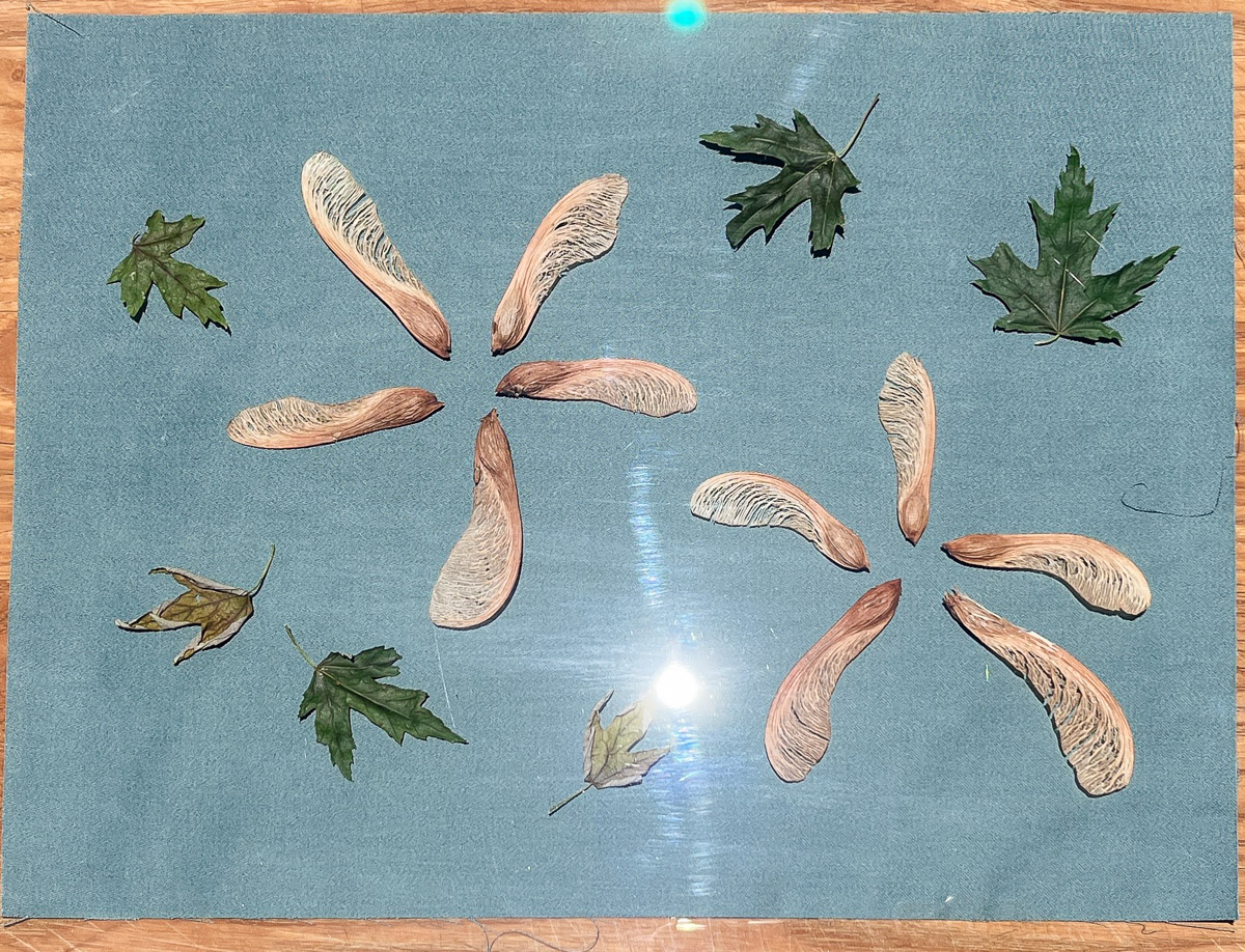 Seeds and pods arranged on pretreated fabric underneath glass