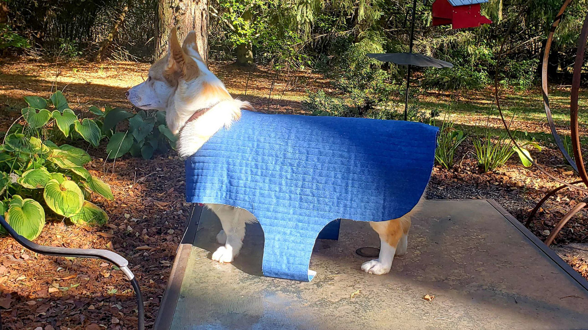 testing the sizing on Ruby outside in the garden