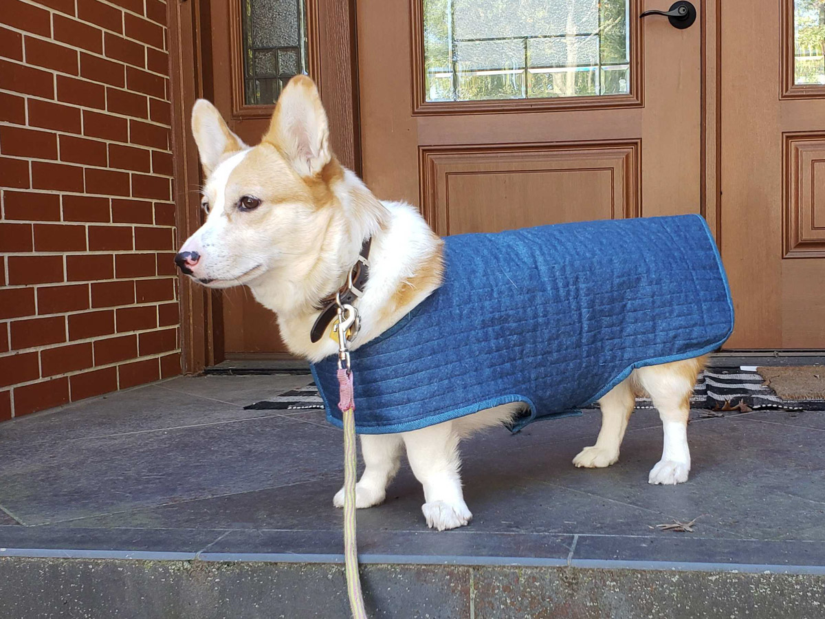 finished coat on Ruby as she stands on the front stoop