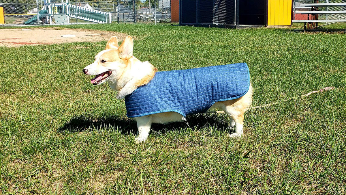 Ruby modeling her new dog coat at the local park