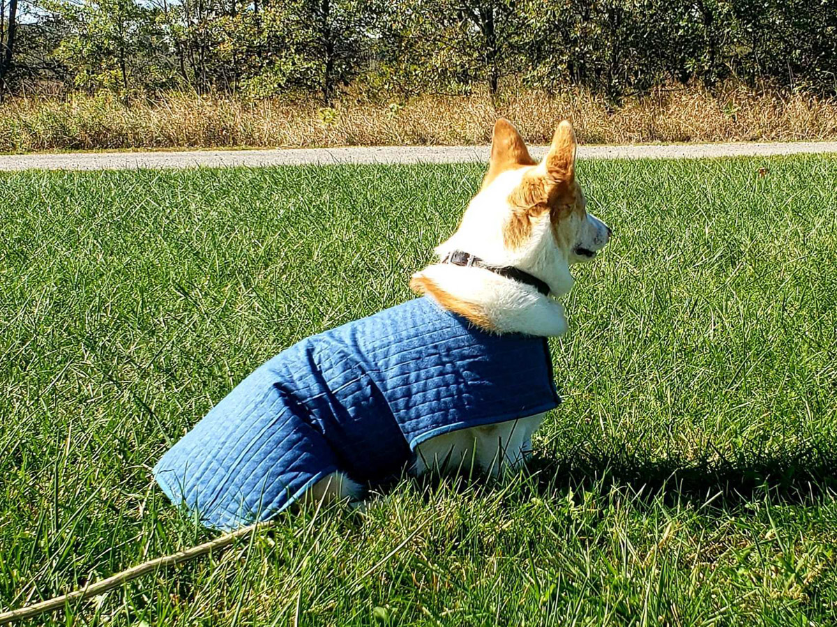 Ruby modeling her new dog coat at the local park