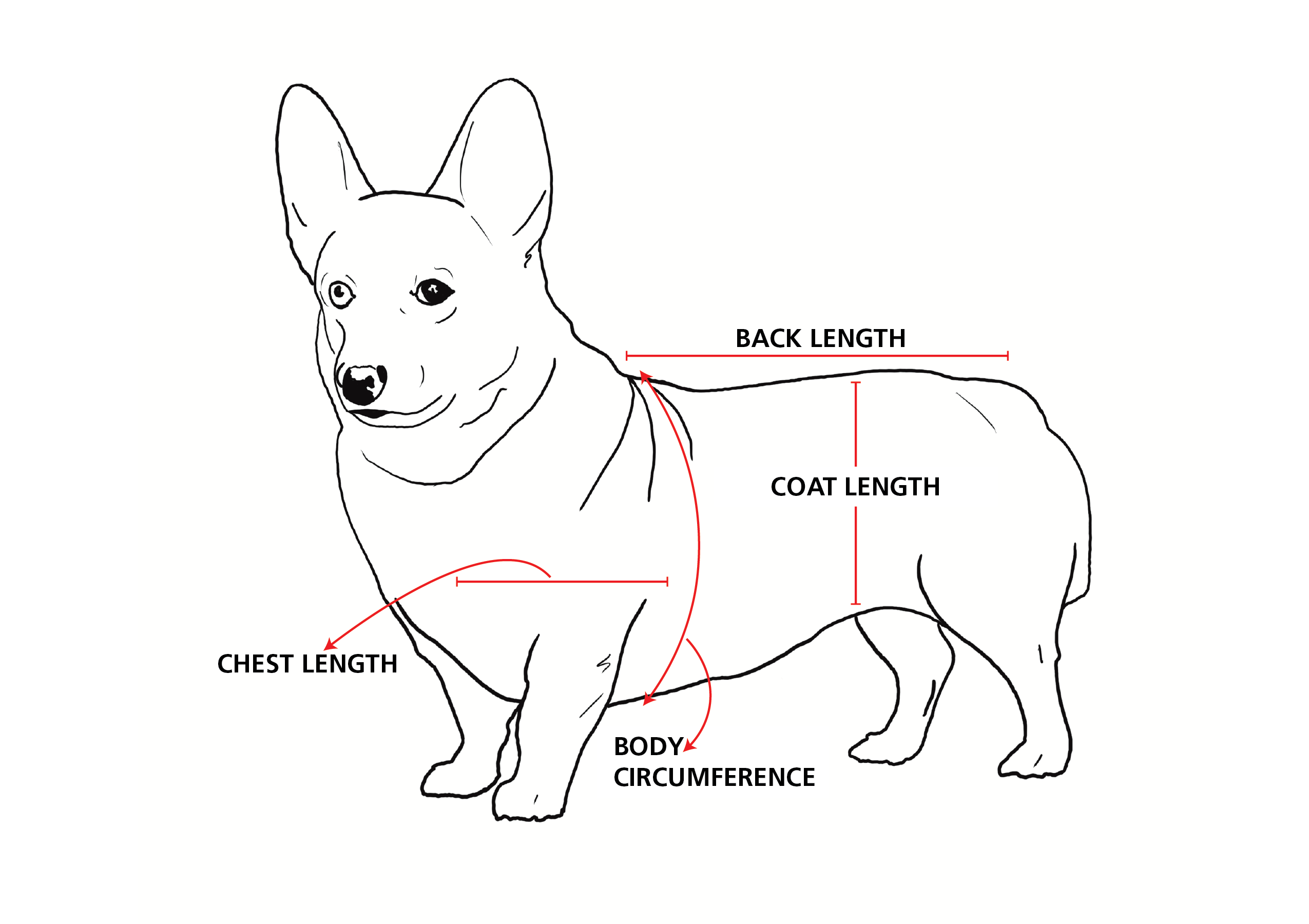 line drawing of Ruby with measurement locations