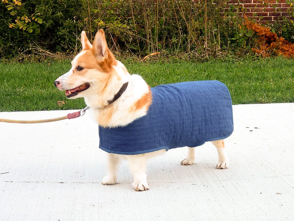 Ruby the corgi in her blue coat on a walk