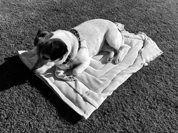 Lily on her New Warming Bed
