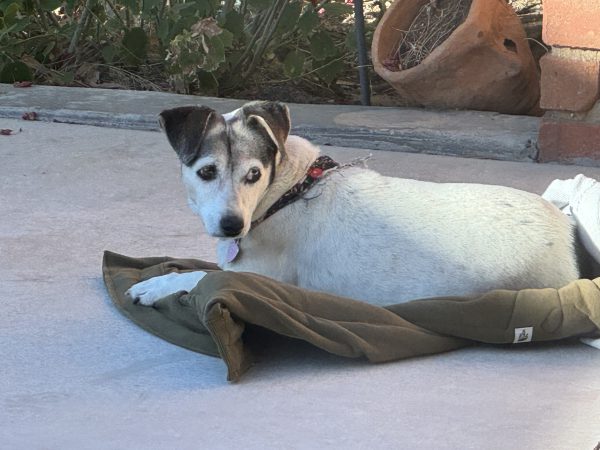 Dog on warming bed