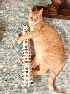 Simba with kitty stick