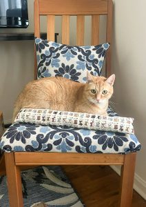 Simba with kitty stick on chair