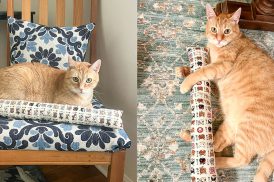 kitty stick_featured.jpg