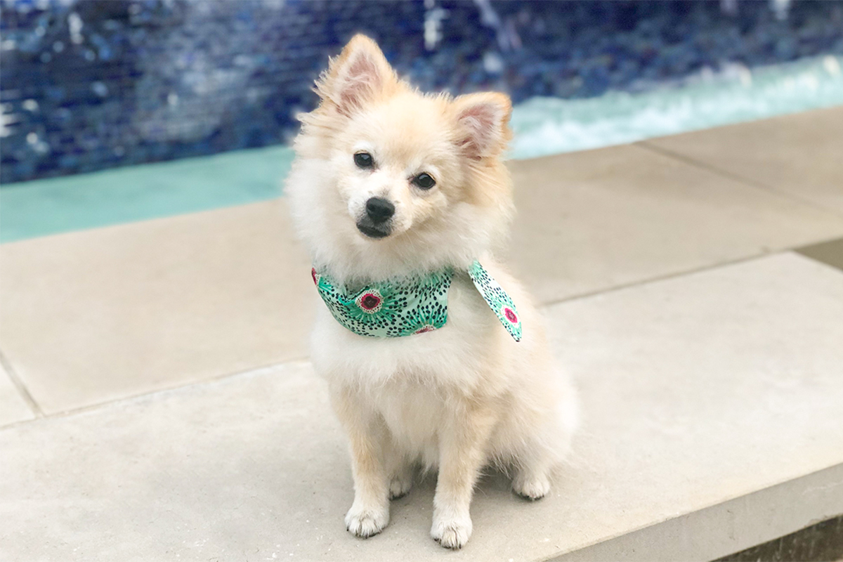 dog bandana